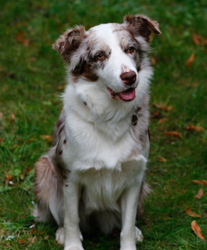 Therapiehund Mira - Ergotherapiepraxis am Park Petzold & Tschirner